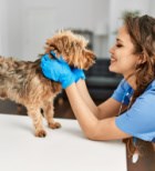 חיסון כלבת - תמונת המחשה